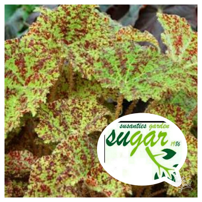 Begonia maculata wightii