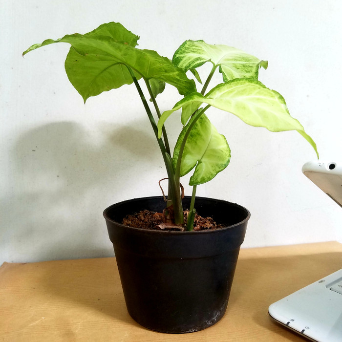 Tanaman hias Syngonium Podophyllum - Tanpa Pot