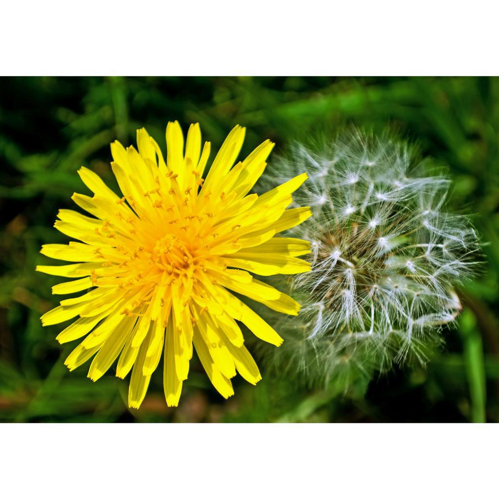 Benih Bibit Biji - Dandelion Taraxacum officinale Herb Seeds - IMPORT - Pakan Untuk Tortoise