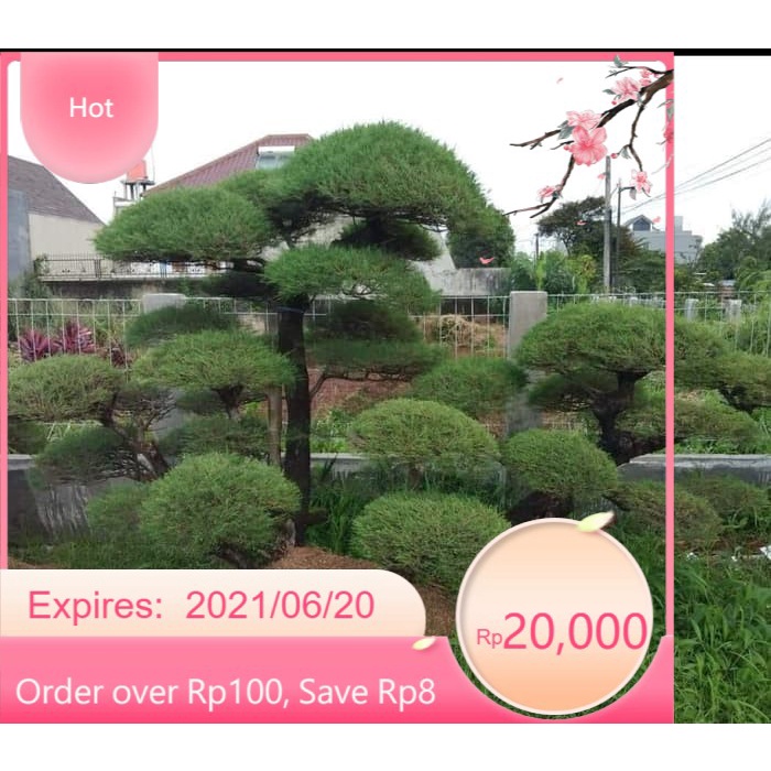 Jual Bibit Pohon Cemara Udang Bahan Bonsai Bibit / Biji / Benih