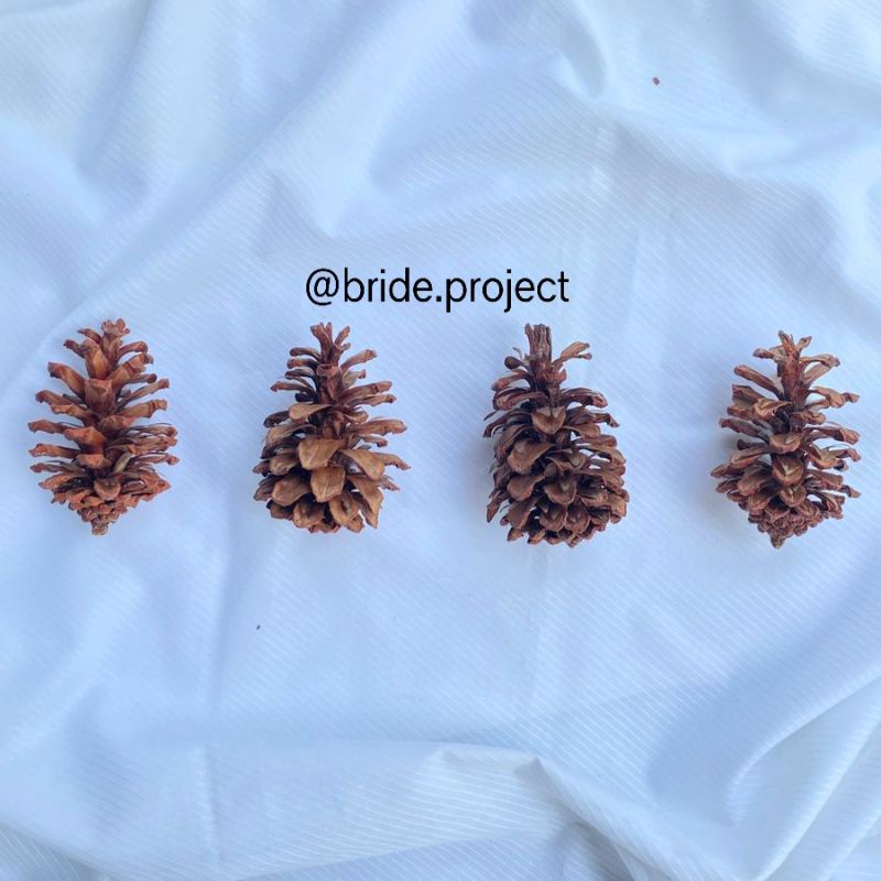 Biji Pinus Kering Besar (7cm)