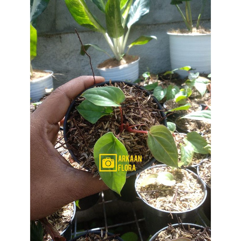 bibitan anthurium Sirih