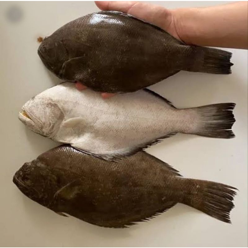 

Ikan Sebelah Segar - 1 Kg