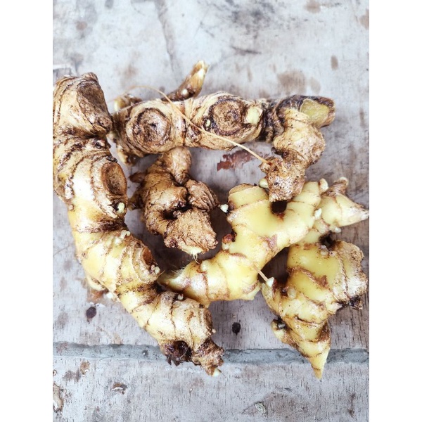 

Lempuyang_Segar_Organik