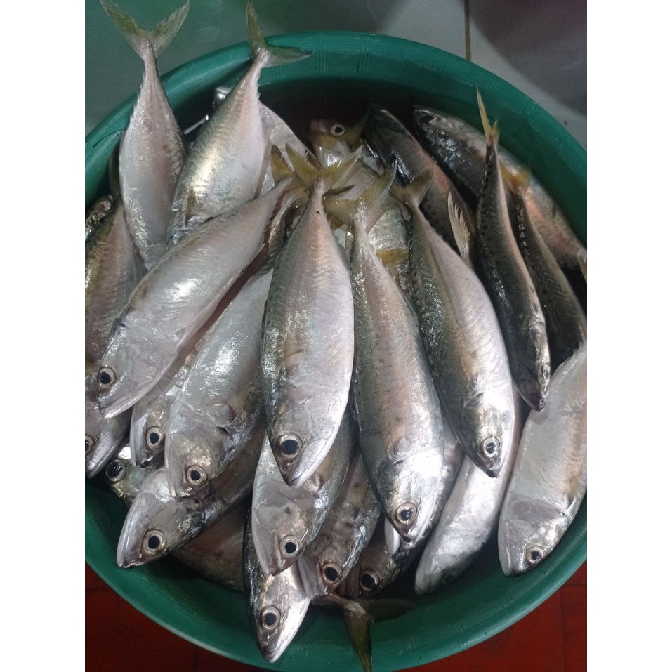 

Kembung aso