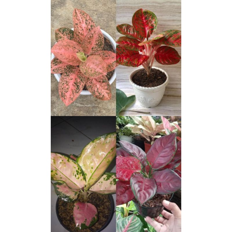 Paket 4 bibit bonggol aglonema Orange stardust/Wulandari/Kocin sutra/Black maroon