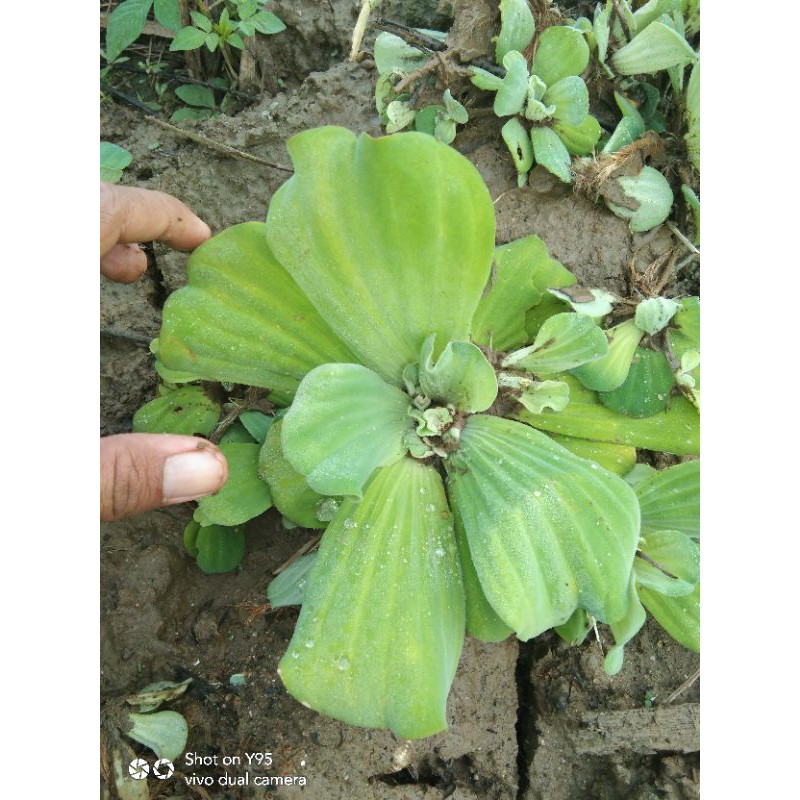 apu-apu, tanaman air, tumbuhan air apu-apu