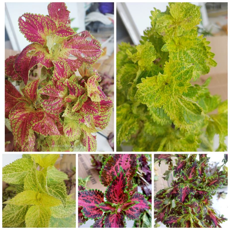 40 Jenis Miana Premium Pilihan