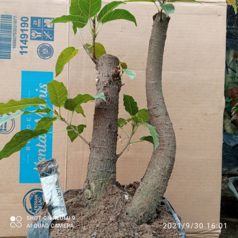 bahan bonsai bunut merah realpict sesuai foto