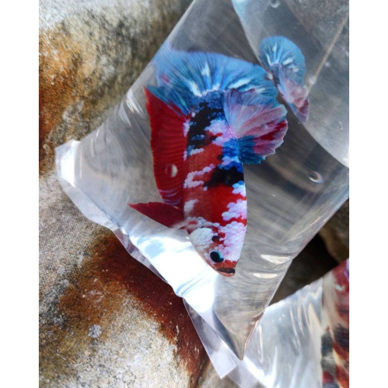 Ikan Cupang Nemo Galaxy Multicolour (JANTAN) full block