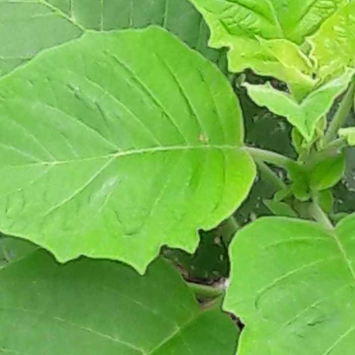 

Daun kecubung atau kucubung segar 500grm