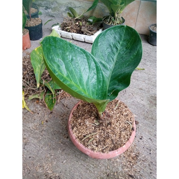 jemani mangkok remaja