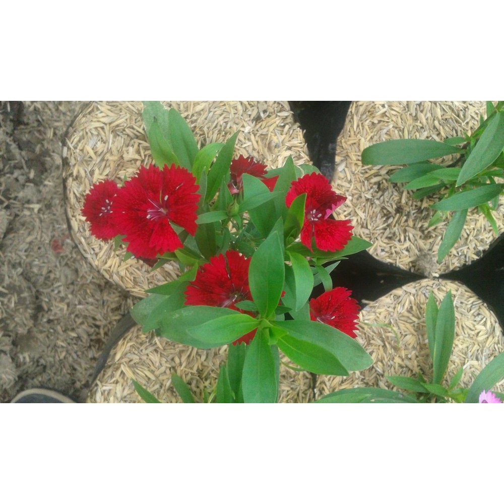 Bibit Bunga Anyelir Dianthus Merah (dianthus caryophyllus)