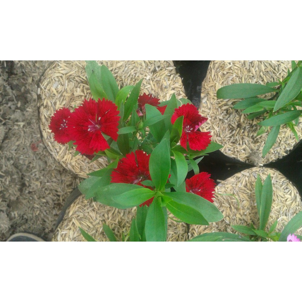 Bibit Bunga Anyelir Dianthus Merah