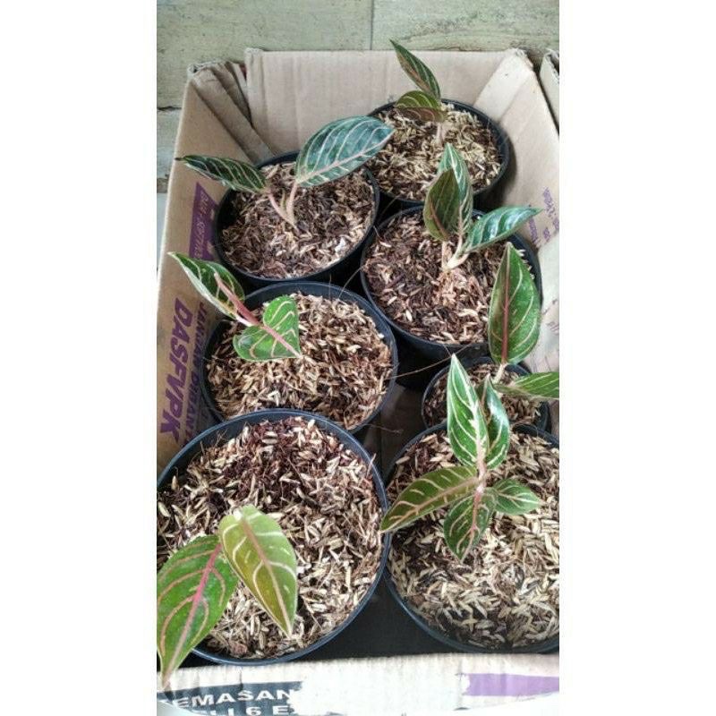 Bibit/anakan Aglonema Red sumatra asli