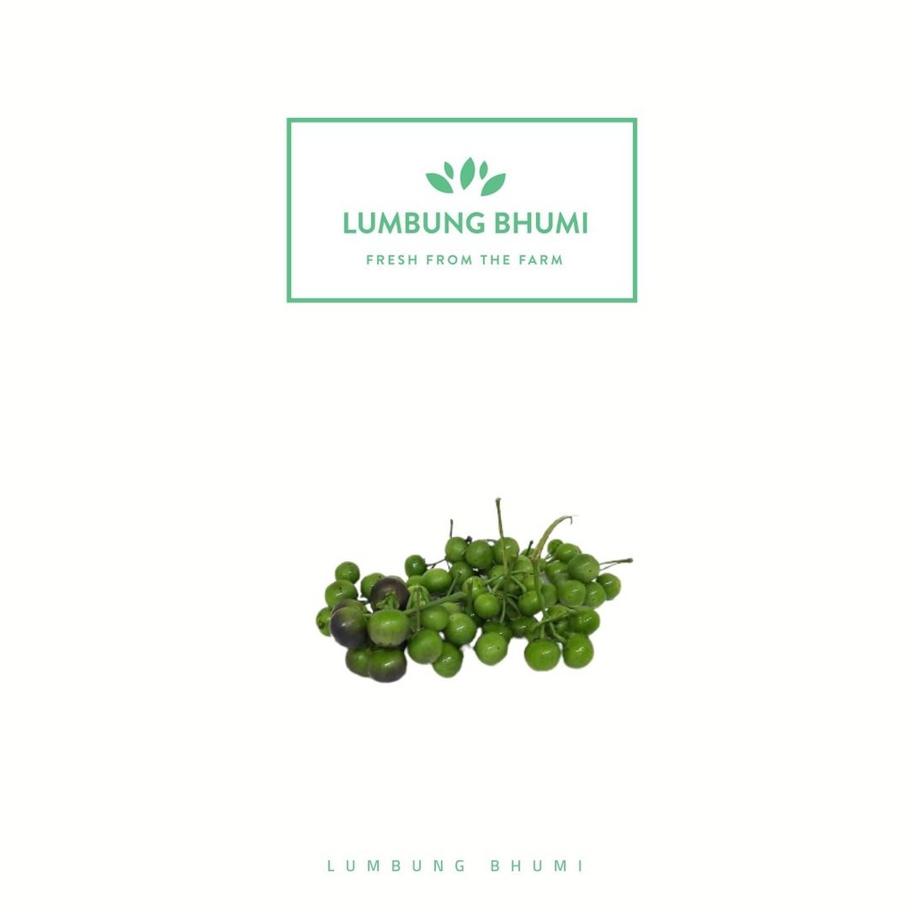 

Lumbung Bhumi - Lenca / Leunca 100 Gr ( Sayur Curah )