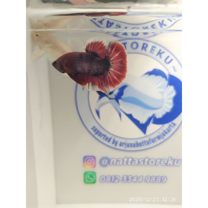 

ikan cupang fancy indukan