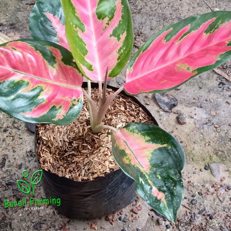 aglonema red kochin dewasa - tanaman hias aglonema red kochin dewasa