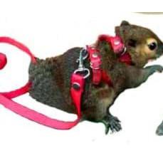 Best Seller TIJZD Mini harness H tali tuntun hewan kecil pengikat sugar glider reptil musang tupai b