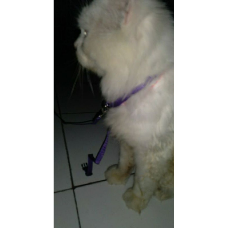 kucing persia himalaya