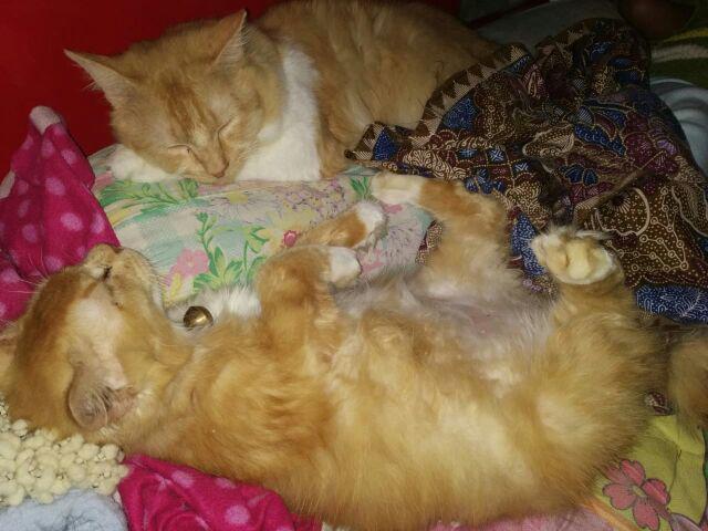 Mawar Super Karbol Cemara 1 Liter