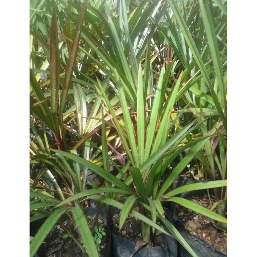 Bibit Tanaman Hias Palem Anggur Merah 30Cm S4Le Super