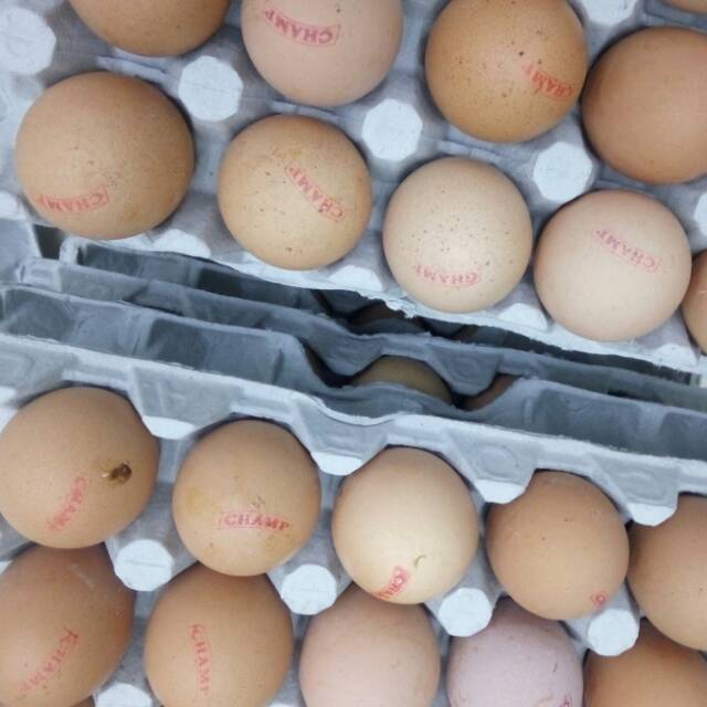

Distributor Telur Omega 3