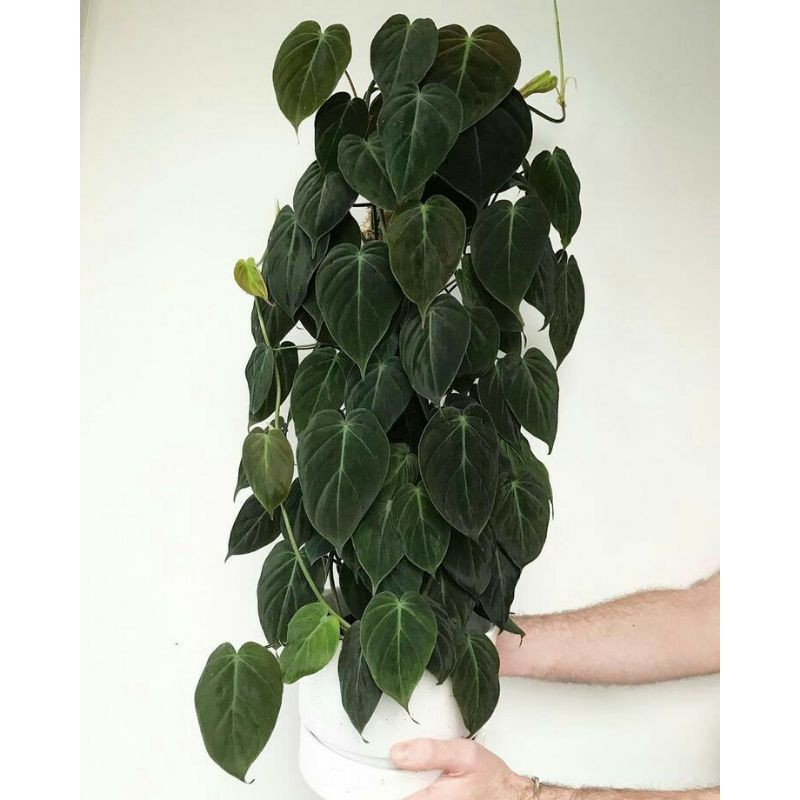 Philodendron Micans