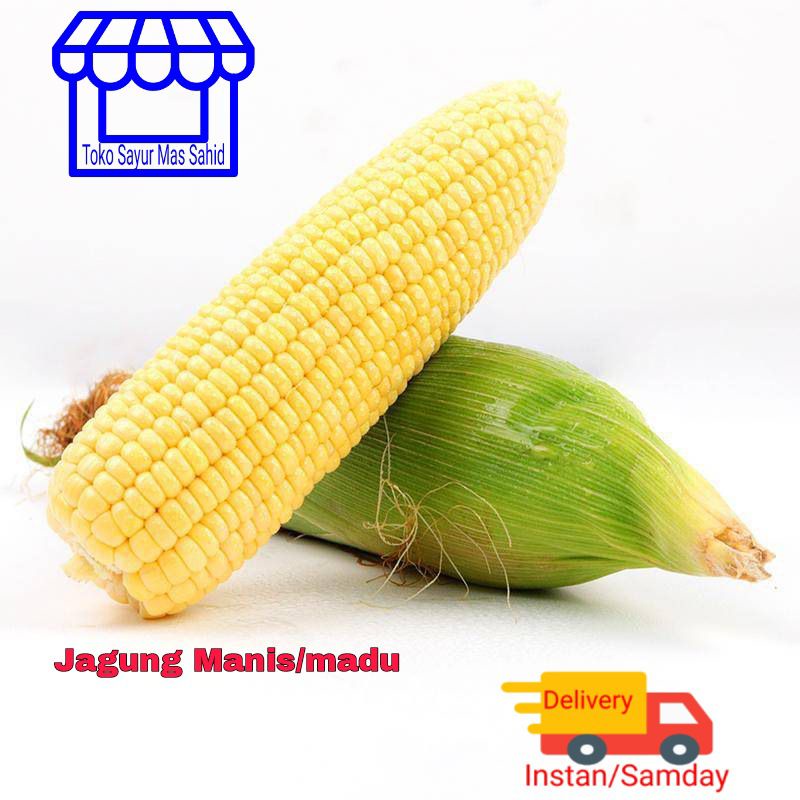 

Jagung Manis Madu Jagung Madu