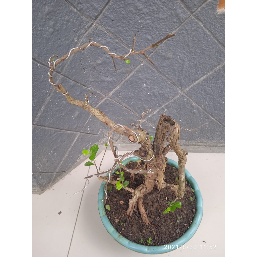 BAHAN BONSAI HOKIANTEA LOKAL/GAMBIRAN