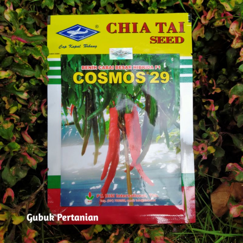 Benih Cabe Merah Besar Cosmos/Cabai Merah Besar Hibrida F1 Cap Kapal Terbang