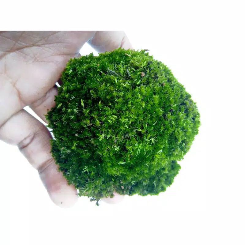 

FORRES MOSS/LUMUT HIDUP /MOSS HUTAN 500 GRAM