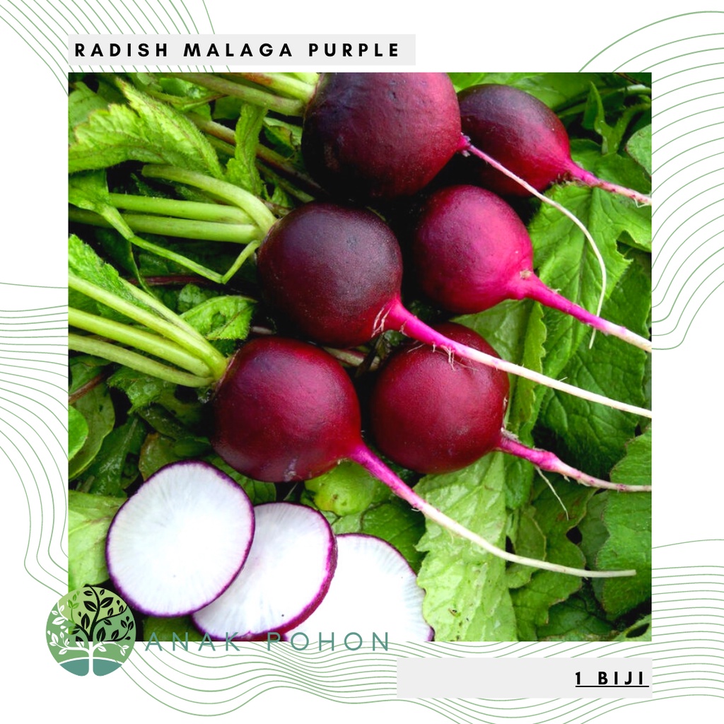 Benih Bibit Biji - Radish Malaga Purple Lobak Bulat Ungu Seeds - IMPORT