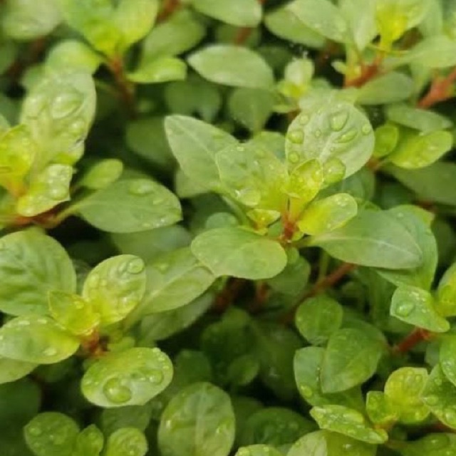 Ludwigia ovalis ( tanaman aquascape tanpa co2 )