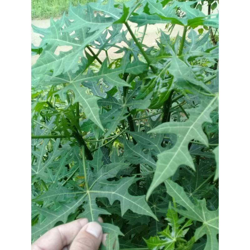 

Promo daun Gedi atau Pepaya jepang Segar 500gram