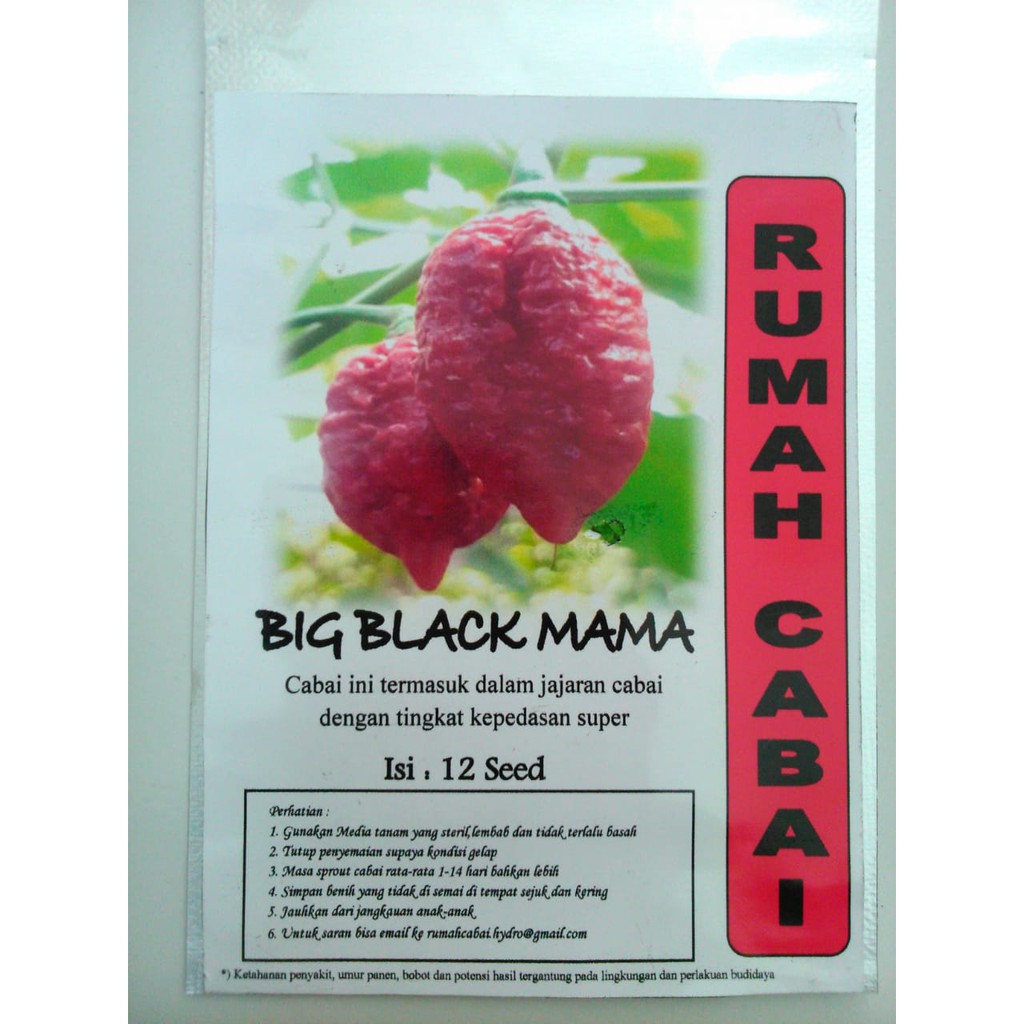 BENIH CABAI BIG BLACK MAMA CABAI SUPER PEDAS CABAI TERPEDAS RUMAH CABAI BENIH CABE