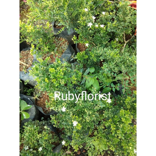 Tanaman Bakal Bonsai Kemuning Micro Asli