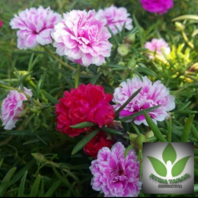 Promo Grosir Tanaman Hias Mossros Portulaca - Sutra Bombay/Krokot Kembang