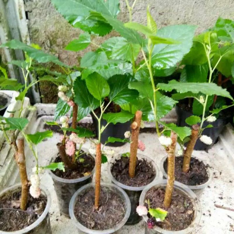 Bibit bahan bonsai Murbei / murbey / besaran sudah subur.