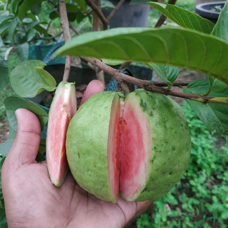 

Bibit Jambu KRISTAL MERAH Super Unggul dan Genjah bisa tanam dalam pot (TABULAMPOT)