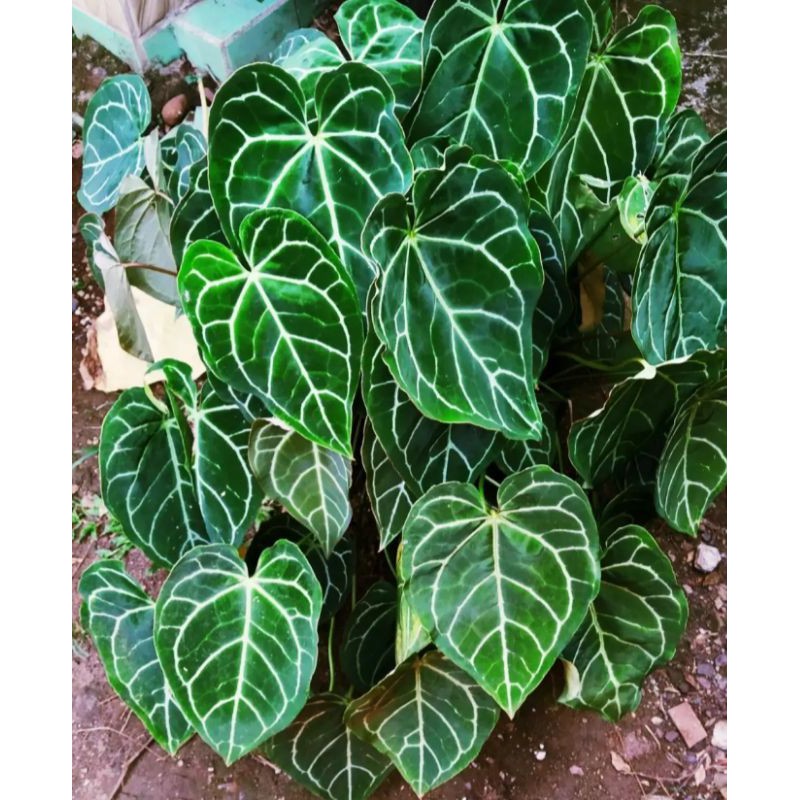 Tanaman hias indoor, tanaman hias kuping gajah mini