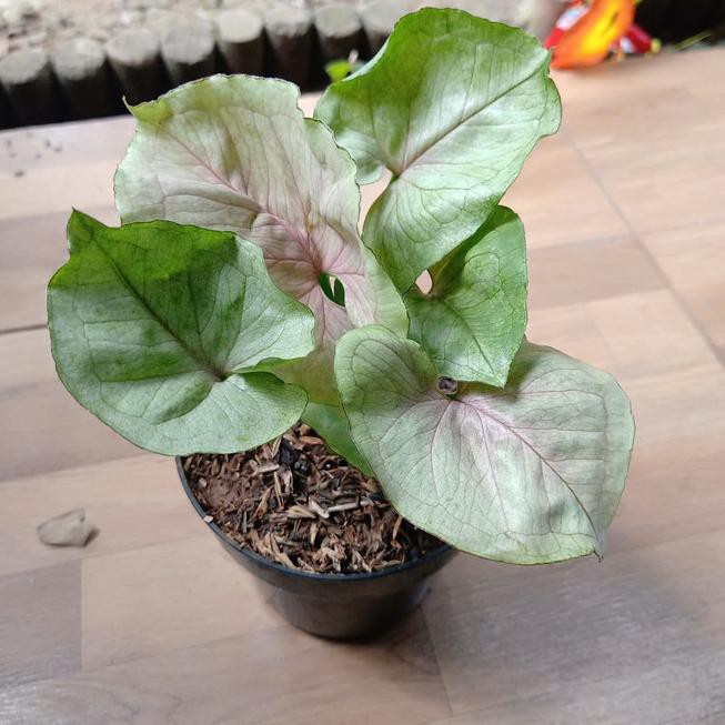 

syngonium mango