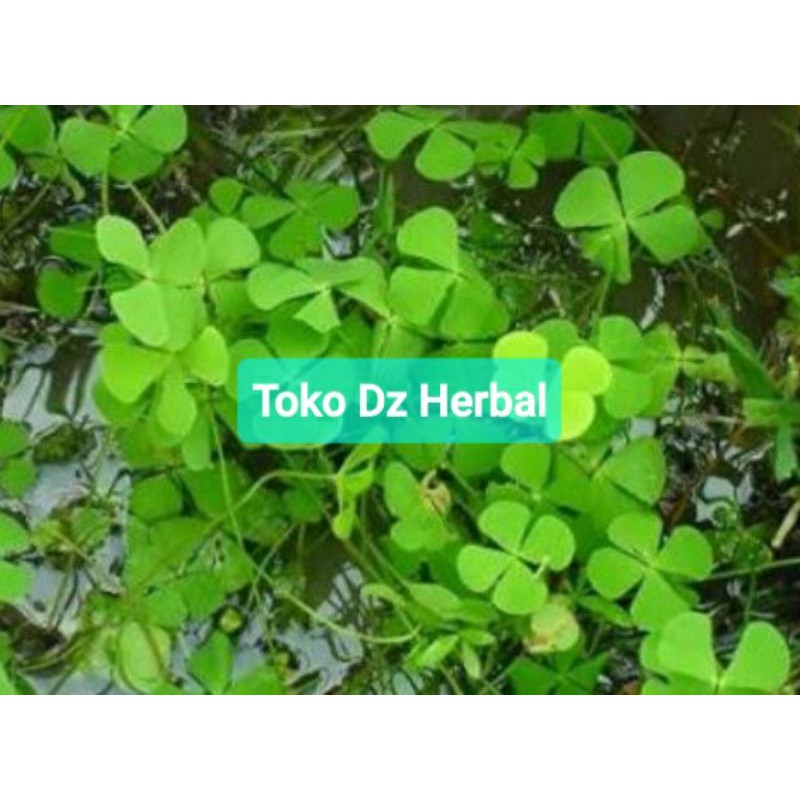 

Daun semanggi segar cabang empat daun 250 gram-az