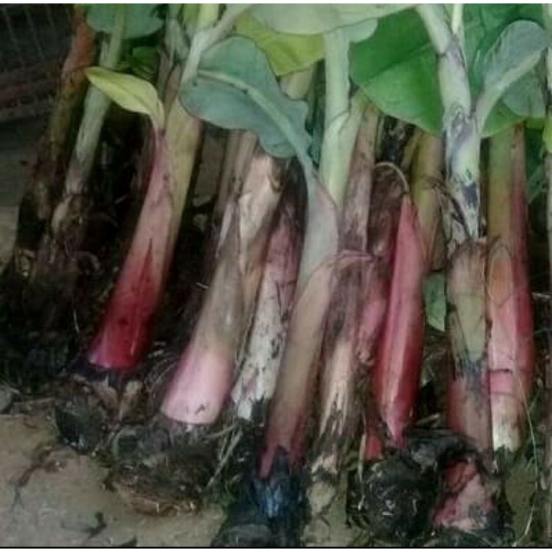 bibit pisang raja bulu