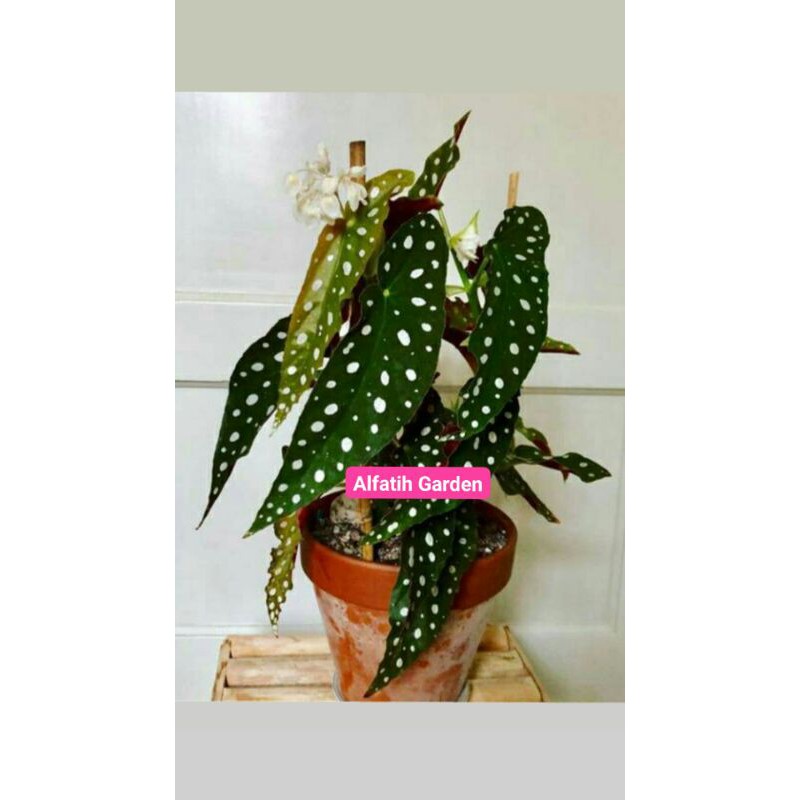 PROMO// Tanaman hias begonia polkadot-Tanaman hias-PROMO Begonia-Begonia polkadot-Polkadot green