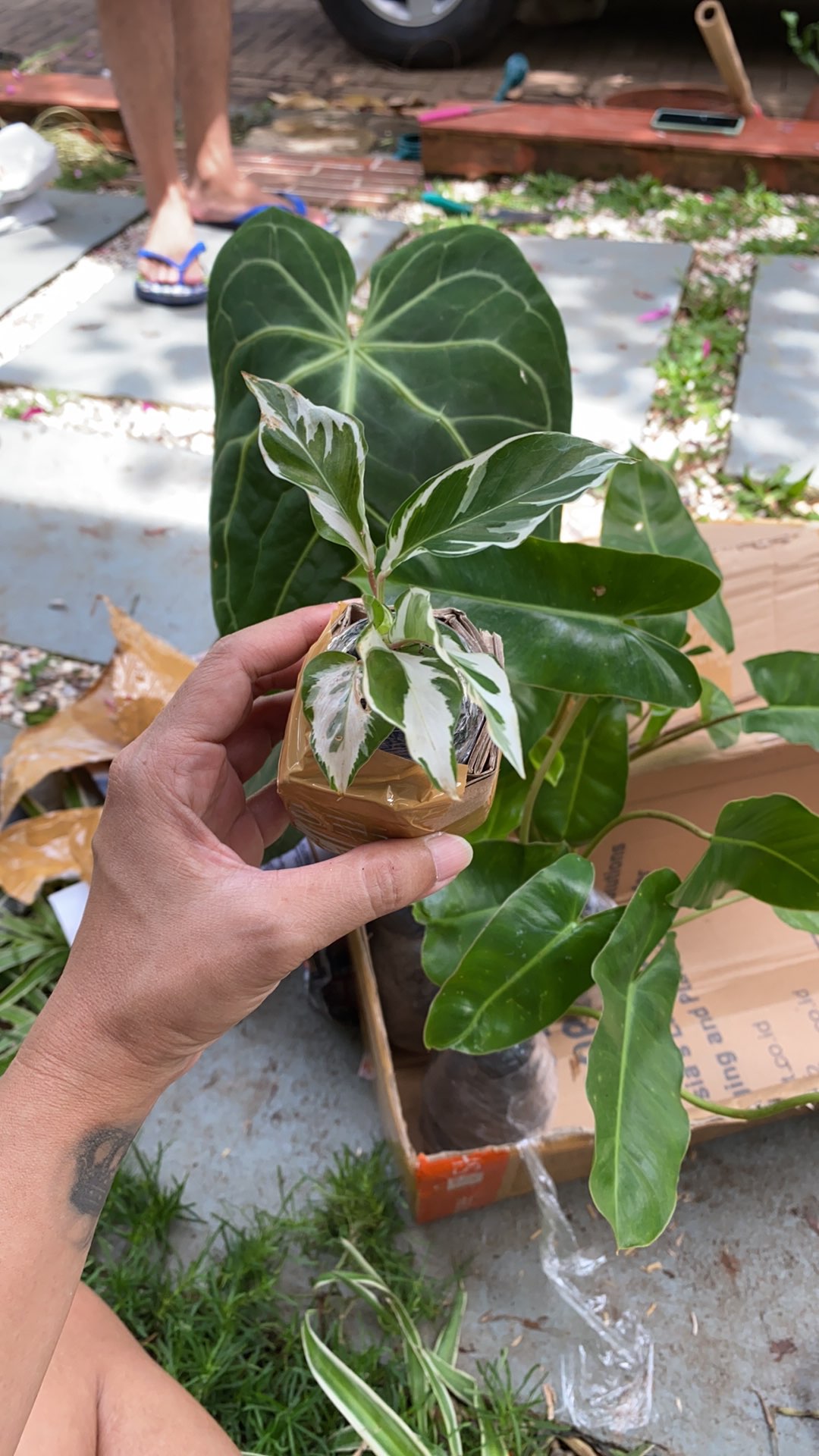 Calathea Tissue/meranti Tissue