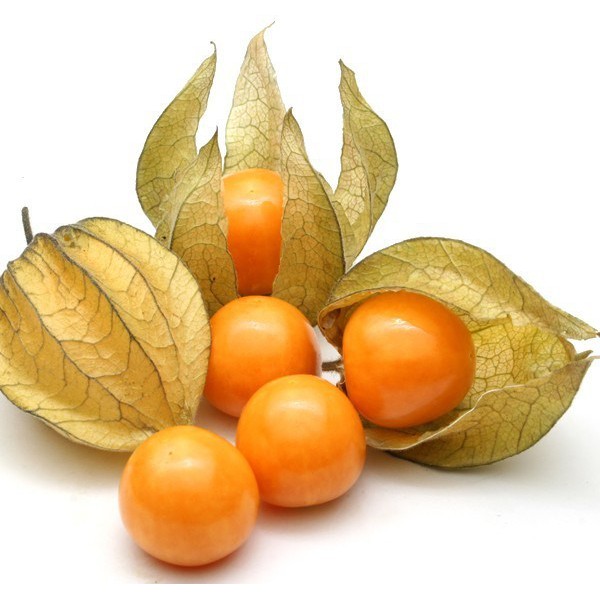 Bibit Benih Biji Buah Ciplukan Kuning Jumbo - Bibit Tanaman Pohon Ciplukan Kuning -Biji Ciplukan-COD