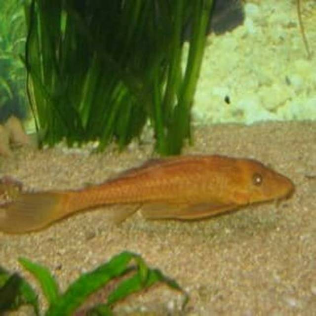 Ikan Hias Sapu sapu Albino Aquarium Aquascape