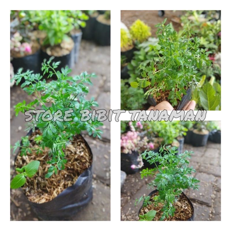 Tanaman Inggu / Tanaman Bibit Inggu / Bibit Herbal Inggu