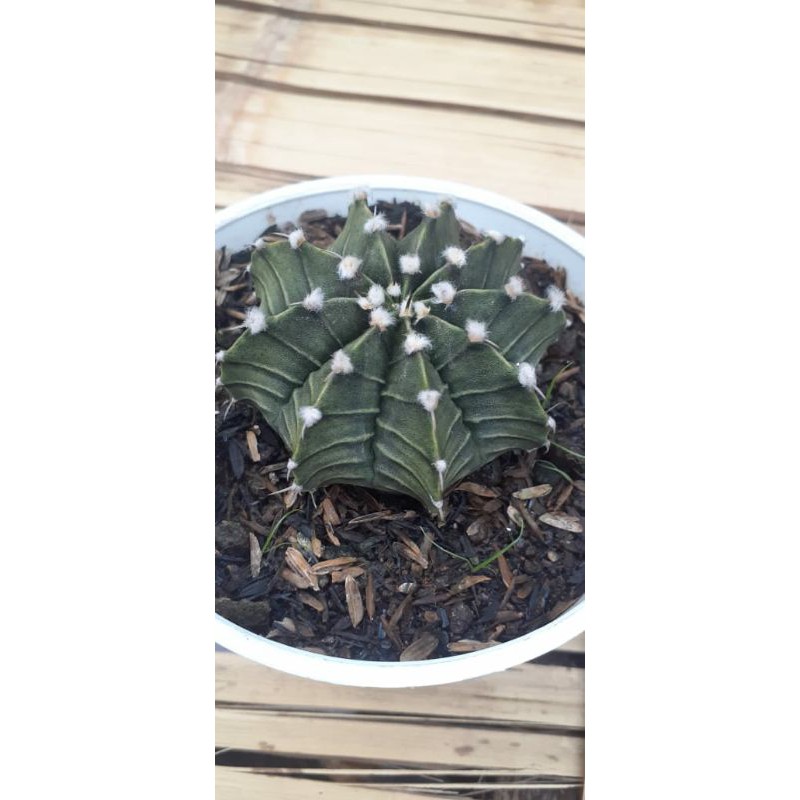 Benih/biji kaktus gymno LB